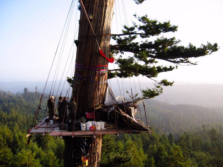 The impressive platform built for the Jerry Treesit in Freshwater, CA as see on August 12, 2004. Photo: Aaron Maret.